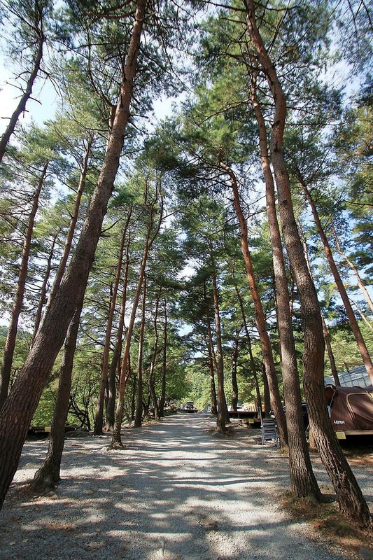 대관령 솔내음 오토 캠핑장