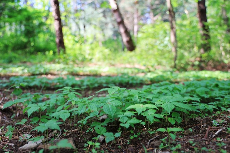 숲에서 놀자 시설 사진 3