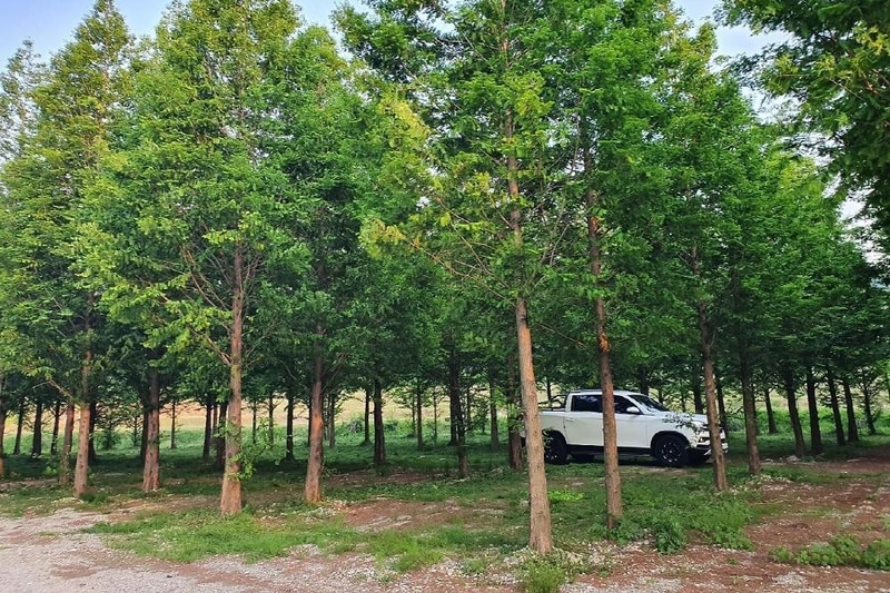 더힐링식물원 야영장 시설 사진 3