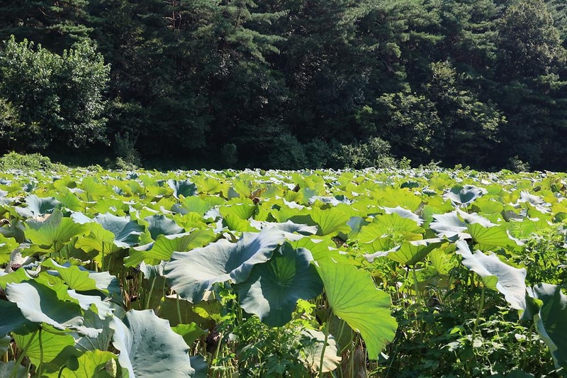 연꽃자리캠핑타운 시설 사진 15