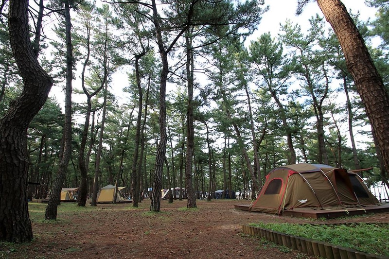 연곡해변 솔향기캠핑장 시설 사진 28