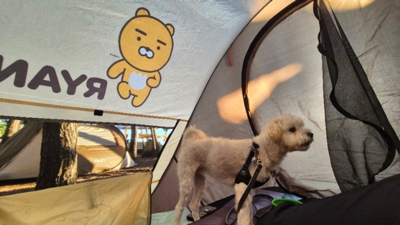 장사해수욕장 야영장