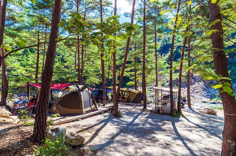 왕피천 숲속 캠핑장