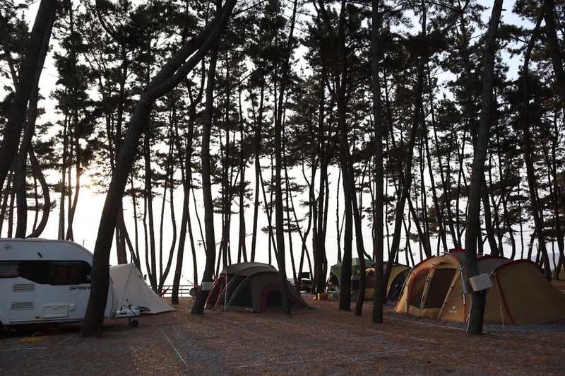 몽산포오토캠핑장 2구역 시설 사진 9