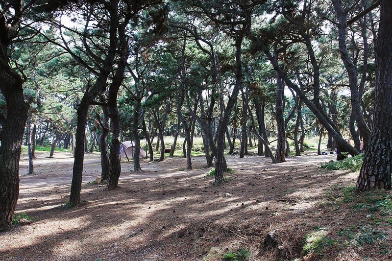 그린오토캠핑장 시설 사진 2